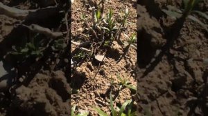 Тысячелистник(ЖЕМЧУЖНИЦА)на второй год,после зимы,уход 31.3.24