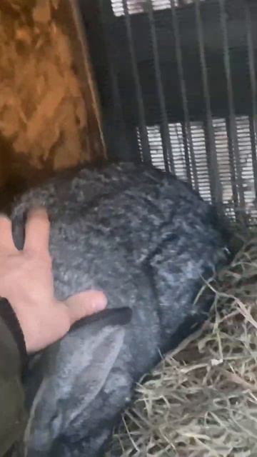 Попробуй поймай смотреть онлайн
