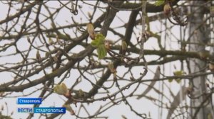 На Ставрополье сохраняются ночные заморозки