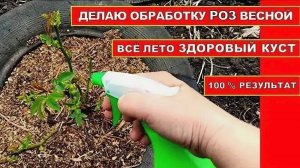 ОБРАБОТКА РОЗ РАННЕЙ ВЕСНОЙ ОТ БОЛЕЗНЕЙ И ВРЕДИТЕЛЕЙ