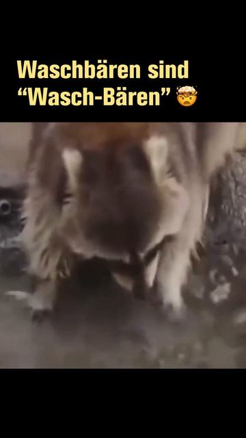 Waschbären Zuckerwatte #Short #lustig #tiere смотреть онлайн