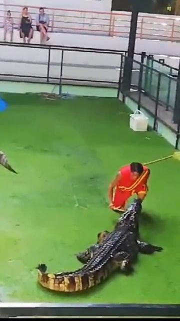 шоу на крокодиловой ферме смотреть онлайн