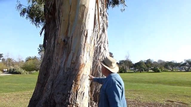 Эвкалипты! Жаль, что в Подмосковье не растут!