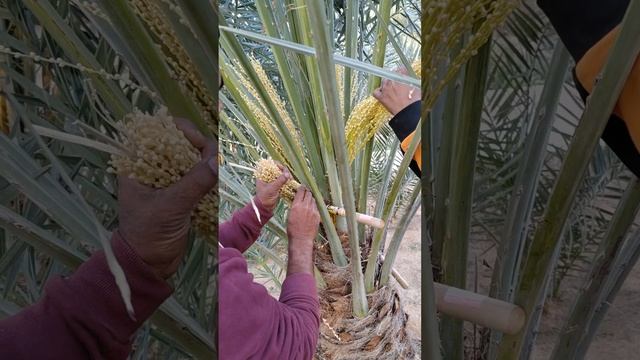 date pollination manually. تنبيت النخل смотреть онлайн