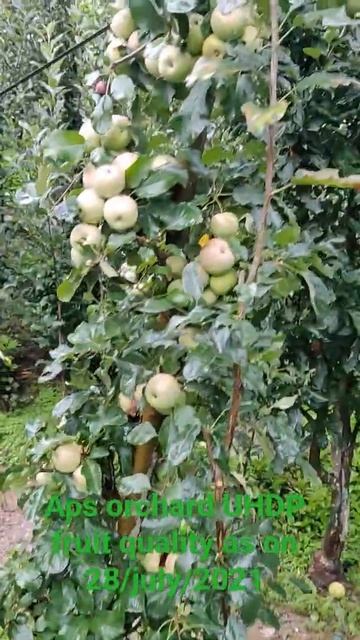 APS ORCHARD  UHDP Seedlings Apple Fruit Quality.