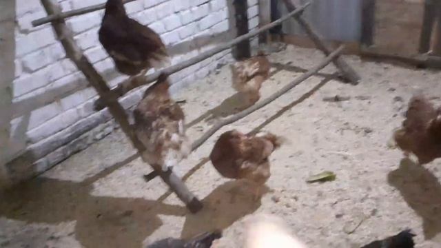 Переселил красных в спокойную зону, хоть есть нормально будут. смотреть онлайн