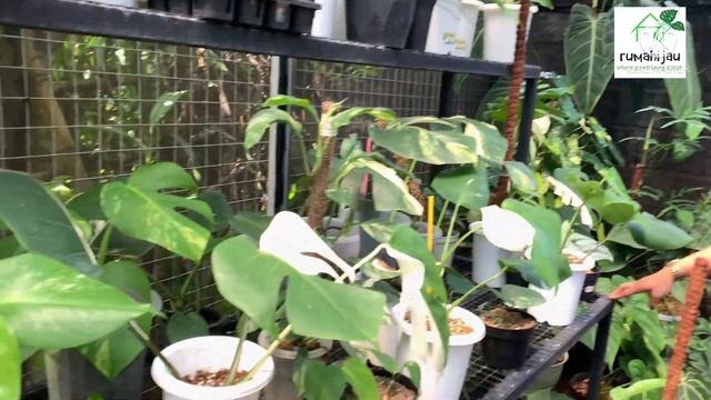Plant trip in bali|koleksi mewah ditandur disini #tanamanhias смотреть онлайн