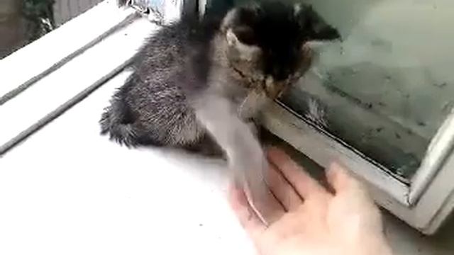 Котёнок подаёт лапу! "Перезалив. С Чего всё начиналось! Мой канал! смотреть онлайн