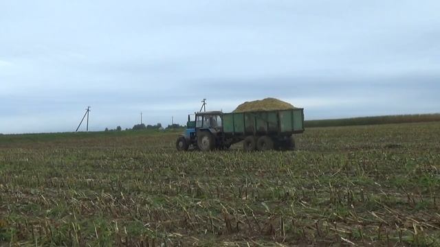 Уборка силоса 2021: Claas Jaguar 870 VS МТЗ 82,1221,1222,3522 смотреть онлайн