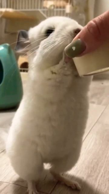 #chinchilla 😚💞🐭 #shorts #short #funny #shortvideo # смотреть онлайн
