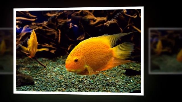 Дивовижний світ морських риб