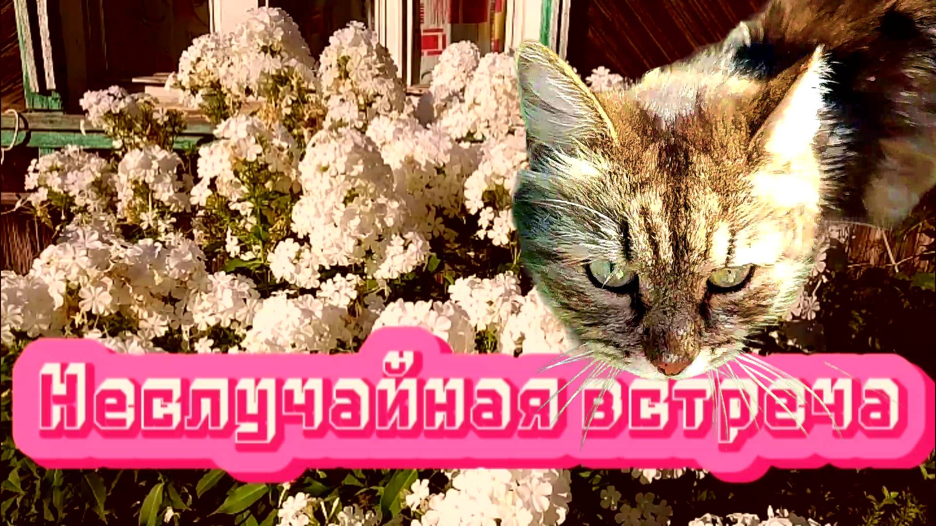 Дом в котором живёт кот неслучайная встреча