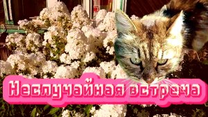 Дом в котором живёт кот неслучайная встреча