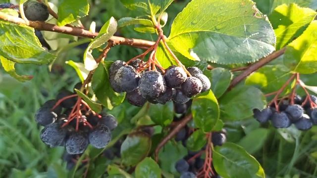 Hidden Plant Wonders