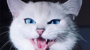 Илья Резник "Кот-рогоносец". Исп. Архангельская И. Рисунок Вл. Мочалова. Приеду с выступлением!