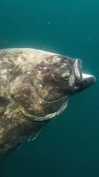 Трофейных палтус