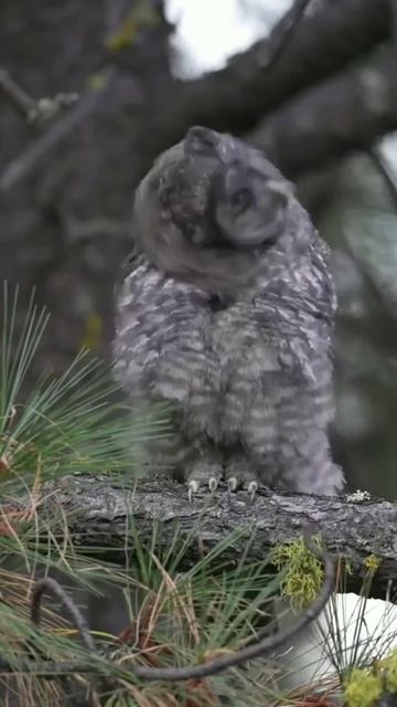 Real Owl Attitude #shorts смотреть онлайн