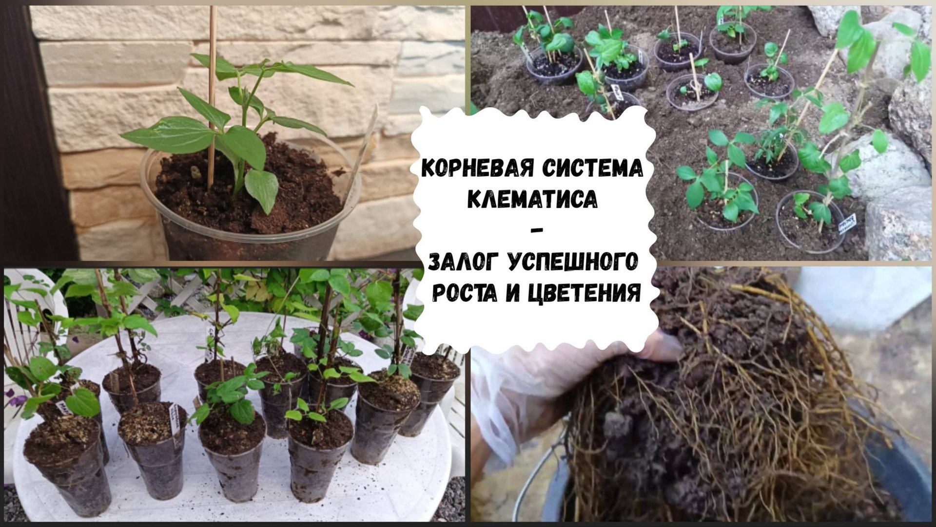 Корневая система клематиса, однолетние саженцы. смотреть онлайн