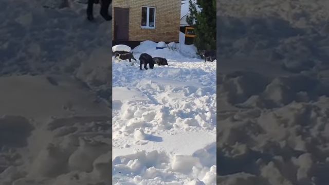 🐕Щенки Алабая Пермь #щенкиАлабая смотреть онлайн