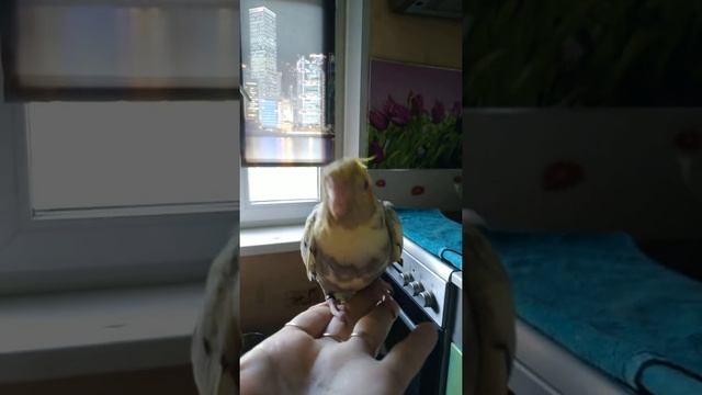 выкормыш кореллы птенчик смотреть онлайн