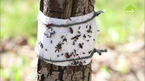 КАК БОРОТЬСЯ С ВРЕДИТЕЛЯМИ на яблоне. Ловчие пояса от древесных вредителей