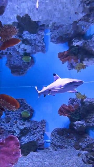 Акулята #nature #adventure смотреть онлайн