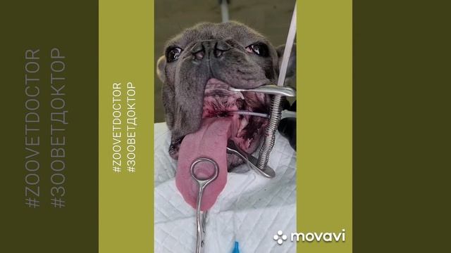 Что делать если собака храпит?Что сделать чтобы собака перестала храпеть брахеоцефалический синдром смотреть онлайн