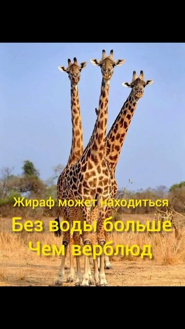 Интересные факты о жирафах!! Многие этого не знают! смотреть онлайн
