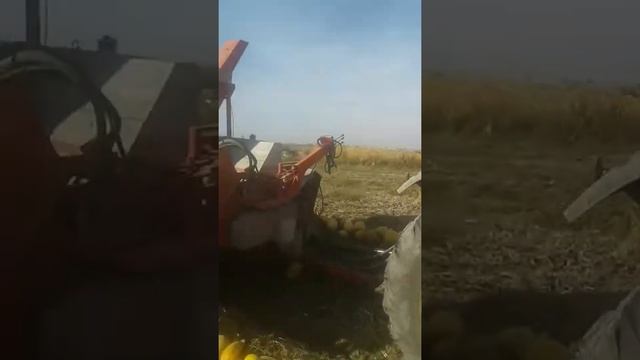 Тыквеный комбайн жети огузски район