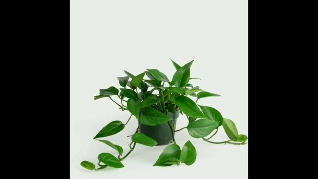 Beautiful bushy Indoor MONEYPLANT Varieties |How to care Pothos|മണിപ്ലാൻറ് വെറൈറ്റികളും അവയുടെപേരും смотреть онлайн