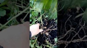 Картофель сынок из ботанических семян.