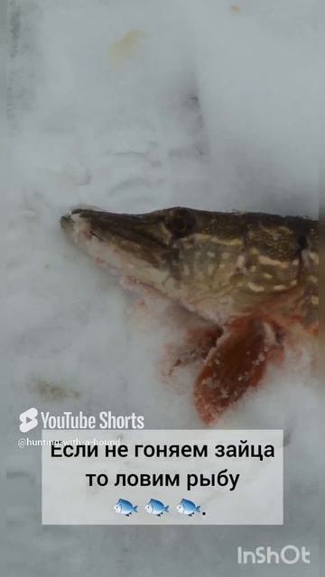 «Охота с гончей - Hunting with the Russian hound .»#охотасгончей#собака #животные #топ #hunting Ув смотреть онлайн