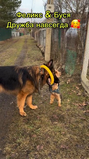 Дружба навеки)