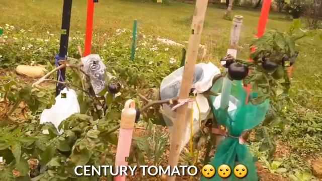 Black Tomato really exist in taiwan смотреть онлайн