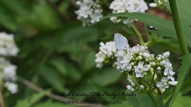 SUMMER AZURE Celastrina neglecta feeding, flying, harrassed смотреть онлайн