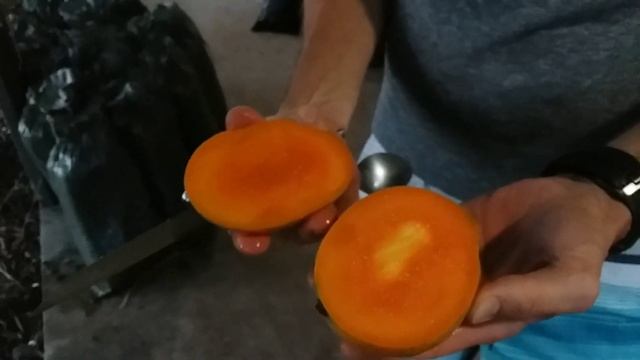 Haden and Carrie Mango Test AZ grown in the Desert of Phoenix! смотреть онлайн