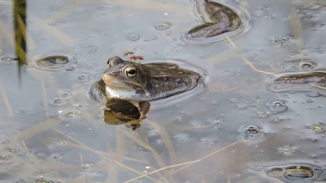 Rana arvalis смотреть онлайн