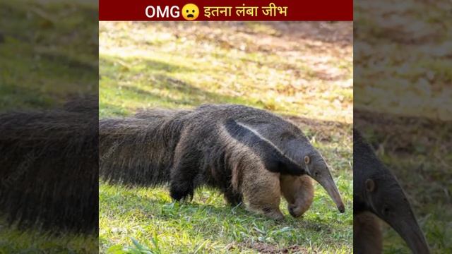 OMG 😱 इतना लंबा जीभ। legend facts। giant anteater। #shorts смотреть онлайн