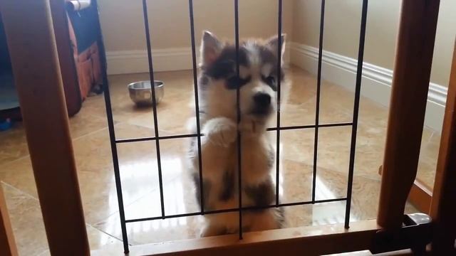 Факи пазорный смотреть онлайн