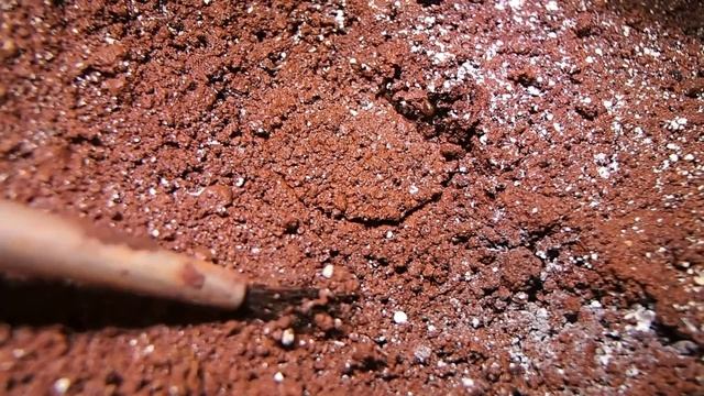 Nemesiidae смотреть онлайн