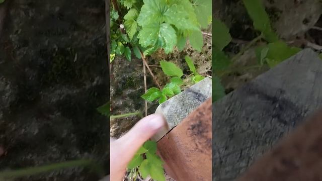 Садовый рай