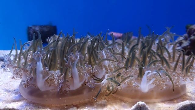 Cassiopea Upside-down Jellyfish-- Churaumi Aquarium Okinawa, Japan смотреть онлайн