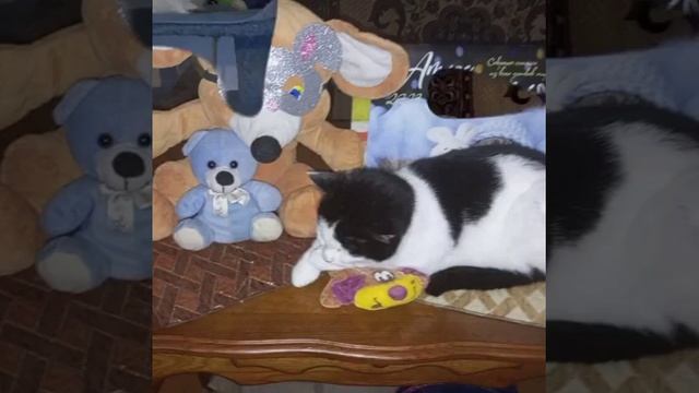 Деревня и котики 🐱😺🐈... смотреть онлайн