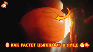 Как растет цыпленок в яйце по дням развития при инкубации 🥚🐣🐤