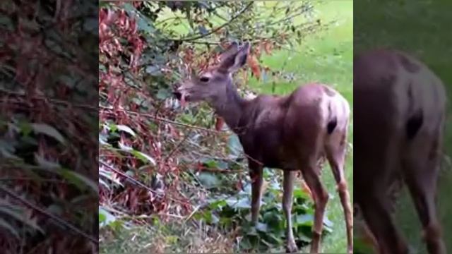Обед для Дикой Лани