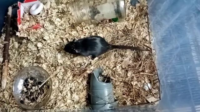 Песчанки Молния смотреть онлайн