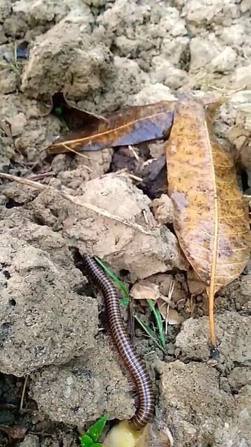 Amazing millipede#millipede#creatures#shorts смотреть онлайн