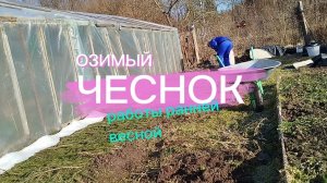 ОЗИМЫЙ ЧЕСНОК. ВЕСЕННИЙ УХОД ЗА ОЗИМЫМ ЧЕСНОКОМ. ПЕРВАЯ ПОДКОРМКА ЧЕСНОКА