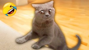 Смешные домашние животные 2025🤣Лучшие моменты 😍СМЕШНОЕ ВИДЕО о Животных 2025!😈СМЕШНЫЕ ЖИВОТНЫЕ №9