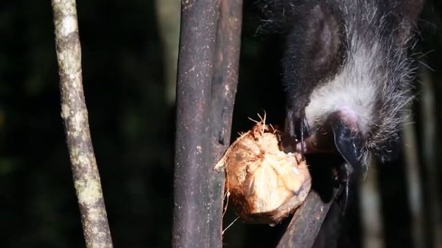 Лемуры смотреть онлайн